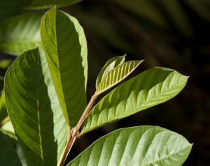 Natural herbs such as guava leaves have been used to develop “herbal textiles” for use in medical applications. 