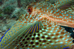 Researchers have taken a cue from the natural world in pursuing active camouflage technologies. Marine life offers many examples—both predator and prey. 