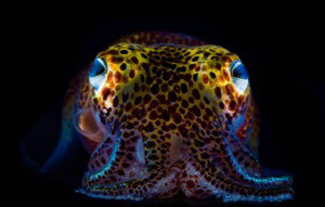 Bobtail squid provide a home within their body cavity for luminescent squid, which helps camouflage them against moonlight. Photo: Mattias Ormestad in www.today.uconn.edu