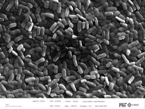 A microscopic view of the bio-hybrid film with Bacillus Subtilis Natto bacteria (Scanning Electron Microscope from MIT CMSE). Photo: MIT Media Lab