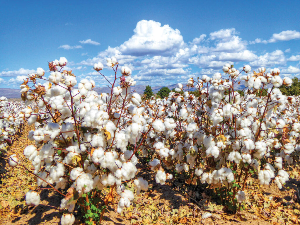 cotton producers